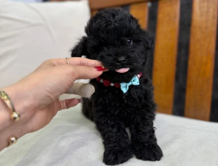 ASALETİN SİYAH HALİ TOY POODLE YAVRULARI - 6709