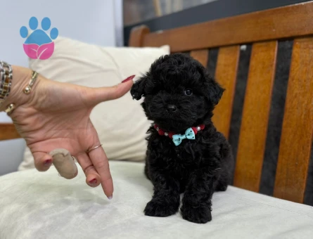 ASALETİN SİYAH HALİ TOY POODLE YAVRULARI