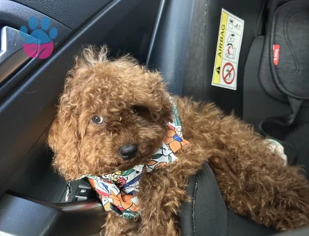 Toy poodle 1 Yaşında Erkek - 6711
