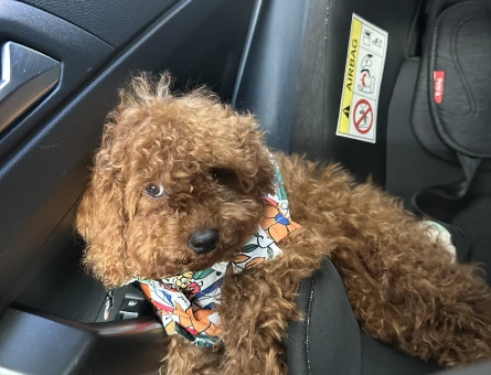 Toy poodle 1 Yaşında Erkek - 6711