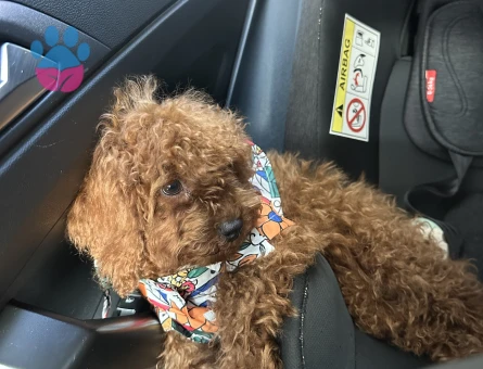 Toy poodle 1 Yaşında Erkek