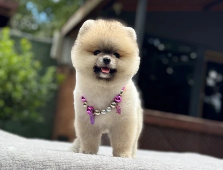 Sağlıklı ve Sevimli Pomeranian Boo Yavruları - 6715
