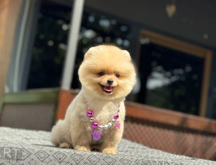 Ruhsatlı Çiftlikten Pomeranian Boo - 6716