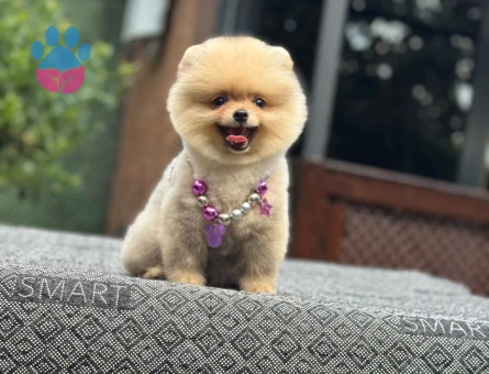 Ruhsatlı Çiftlikten Pomeranian Boo