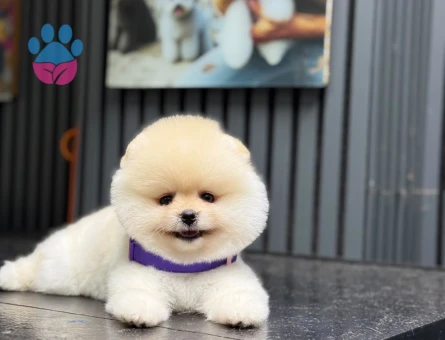 Şirin Pomeranian Boo Yavruları