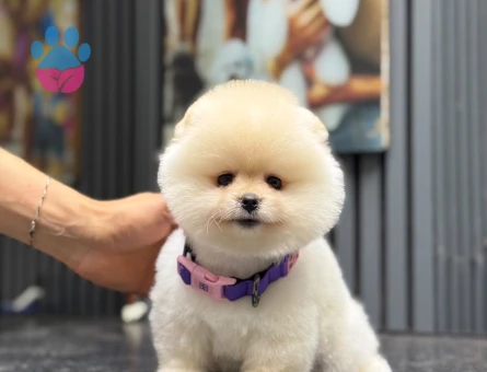 Şirin Pomeranian Boo Yavruları - 6717