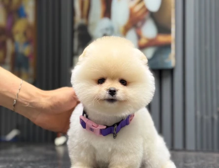 Şirin Pomeranian Boo Yavruları - 6717