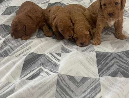 REZERVEYE AÇIK TOY POODLE YAVRULARIMIZ - 6723