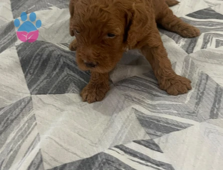 REZERVEYE AÇIK TOY POODLE YAVRULARIMIZ