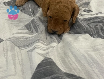 REZERVEYE AÇIK TOY POODLE YAVRULARIMIZ