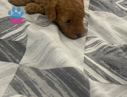 REZERVEYE AÇIK TOY POODLE YAVRULARIMIZ