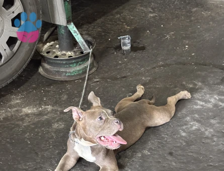 American bully Erkek 4 Aylık