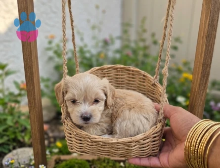 Tuvalet eğitimli Maltipoo Minyatür Yavrular - 6726