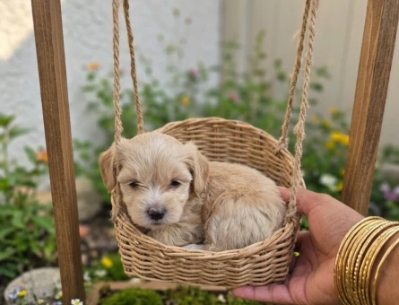 Tuvalet eğitimli Maltipoo Minyatür Yavrular - 6726