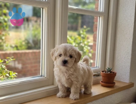 Tuvalet eğitimli Maltipoo Minyatür Yavrular
