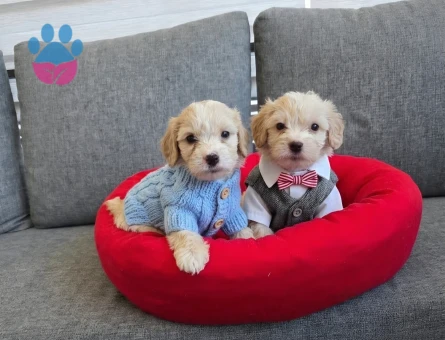 Tuvalet eğitimli Maltipoo Minyatür Yavrular