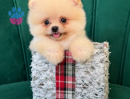 Pomeranian Boo