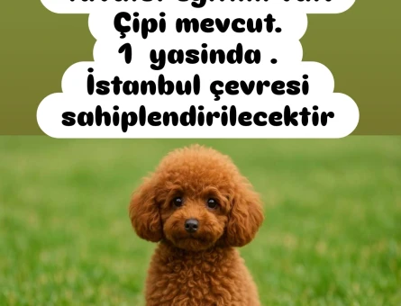 1 Yaşında Toy poodle Yavrumuz - 6729