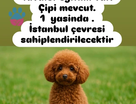 1 Yaşında Toy poodle Yavrumuz
