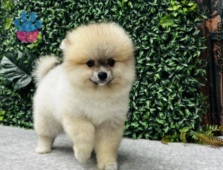 Pomeranian Boo Yavrusu | Özel Görünümü ve Sevimli Yüz İfadesiyle Dikkat Çeken Yavru - 6730