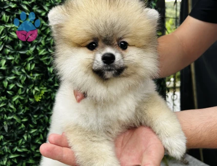 Pomeranian Boo Yavrusu | Özel Görünümü ve Sevimli Yüz İfadesiyle Dikkat Çeken Yavru