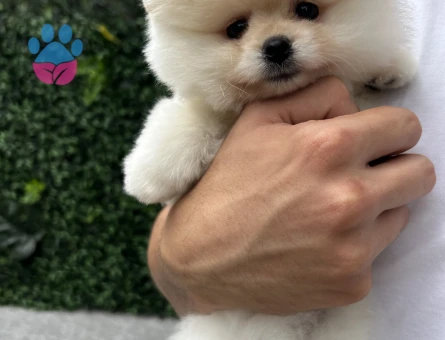 Pomeranian Boo | Kar Beyazı Tüyler & Ayı Surat | Özel Görünümlü Yavru
