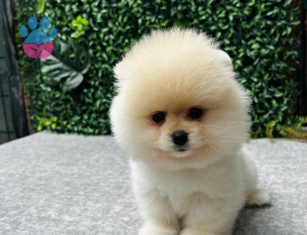 Pomeranian Boo | Kar Beyazı Tüyler & Ayı Surat | Özel Görünümlü Yavru - 6731
