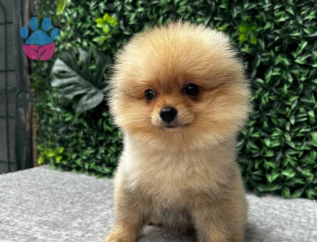 Ruhsatlı Çiftlikten Pomeranian Boo Yavruları