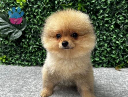 Ruhsatlı Çiftlikten Pomeranian Boo Yavruları - 6734