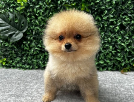 Ruhsatlı Çiftlikten Pomeranian Boo Yavruları - 6734