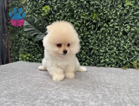Özel Pomeranian Boo Yavru – Yeni Ailesini Arıyor