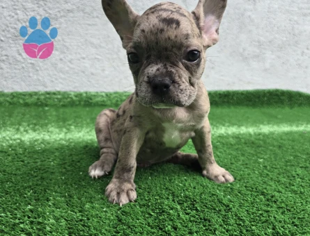 Merle French Bulldog Erkek Yavrumuz - 6741