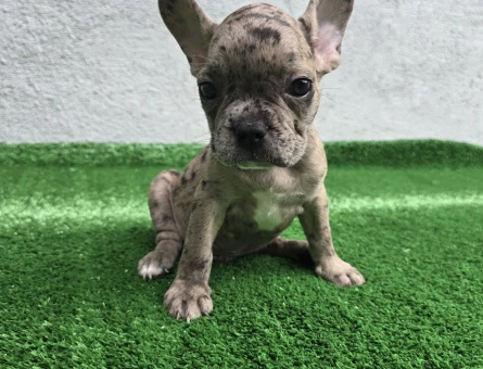 Merle French Bulldog Erkek Yavrumuz - 6741