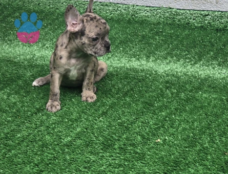 Merle French Bulldog Erkek Yavrumuz