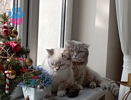 Mila ve mono sahiplendirme