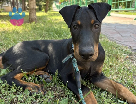 Doberman Acil yuva aranıyor - 6745