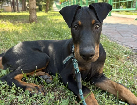 Doberman Acil yuva aranıyor - 6745