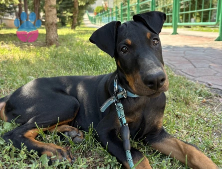 Doberman Acil yuva aranıyor