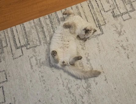 Scottish Fold Kedilerimizi Sahiplendiriyoruz - 6746