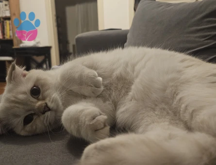 Scottish Fold Kedilerimizi Sahiplendiriyoruz