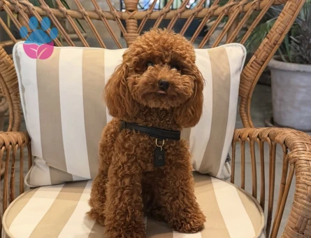 RED BROWN TOY POODLE KIZIMIZ