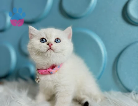 British Shorthair Golden Point Dişi