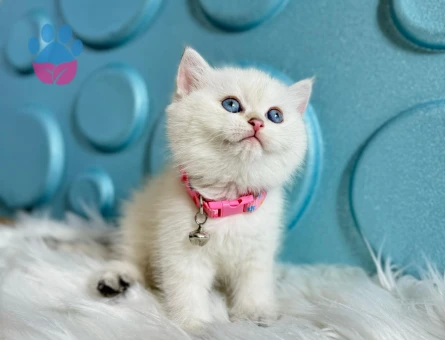 British Shorthair Golden Point Dişi