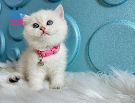 British Shorthair Golden Point Dişi