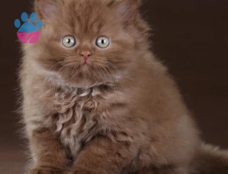 British longhair Çikolata Erkek 2 Aylık