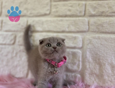 Sevimlilik Abidesi Scottish Fold Lilac Dişi