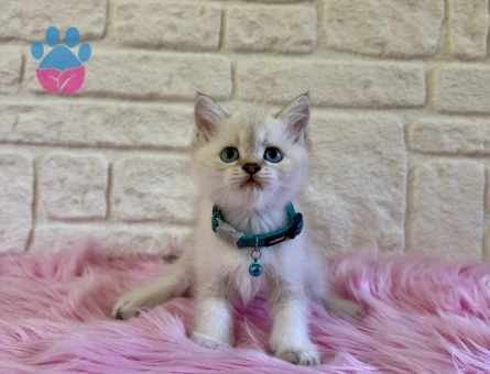 British Shorthair Point Erkek 2 Aylık