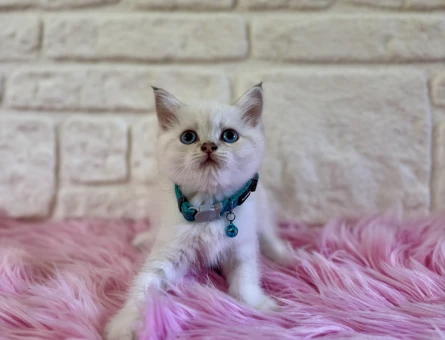 British Shorthair Mavi Gözlü 2 Aylık