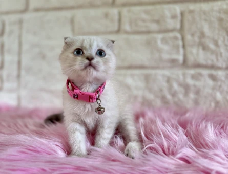 Scottish Fold Bluepoint Dişi Yavrumuz 2 Aylık
