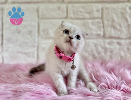 Scottish Fold Bluepoint Dişi Yavrumuz 2 Aylık